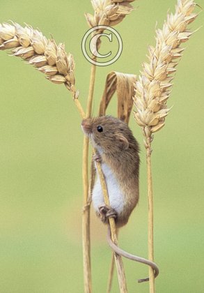 Harvest Mouse DM0585